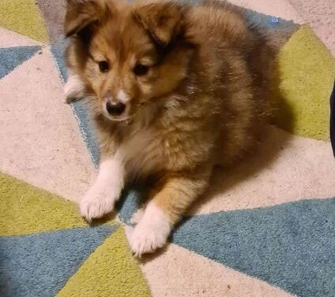 Lana's Dog Training - North Bendigo, VIC