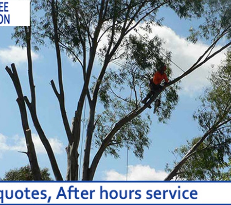 The Tree Surgeon - Spring Creek, NSW