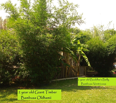 Bamboo Your Privacy (Live Non-Invasive Bamboo For Sale) - Austin, TX