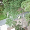 One Healthy Tree Care LLC gallery