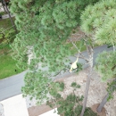 One Healthy Tree Care LLC - Tree Service