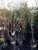 JRN Nursery 2 - Nurseries-Plants & Trees