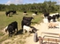 dB Ranch Management - Construction Estimates