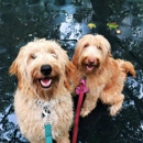 Mixypaws - Pet Sitting & Exercising Services