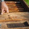 Biversal Pest Control gallery