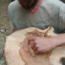 Forest Keepers - Stump Removal & Grinding