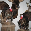 Broderick Head's Taxidermy Inc. gallery