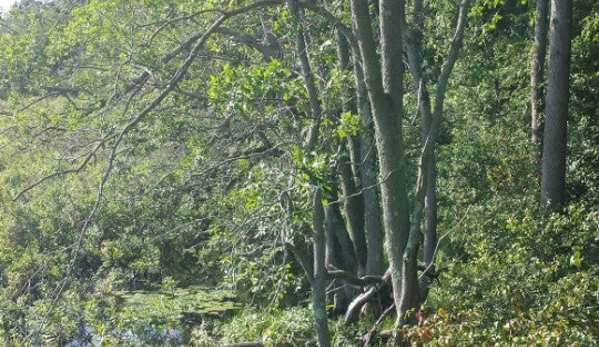 Mass Audubon Ipswich River Wildlife Sanctuary - Topsfield, MA