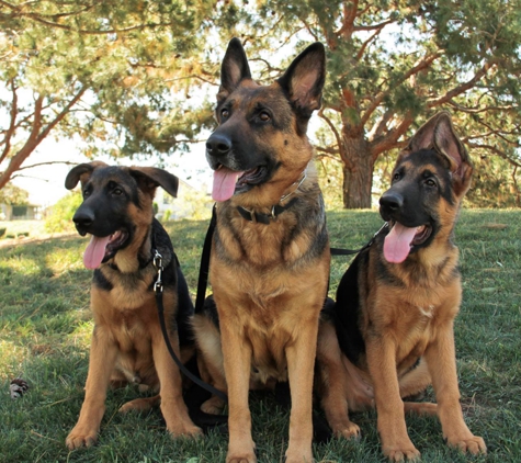 German Shepherd Safe Haven