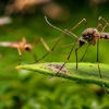 Maranatha Pest Control gallery