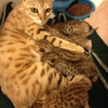 My Savannah Kittens gallery