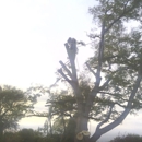 A&B American Tree Svc - Home Improvements