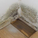 Affordable Mold Testing & Assessments - Mold Remediation