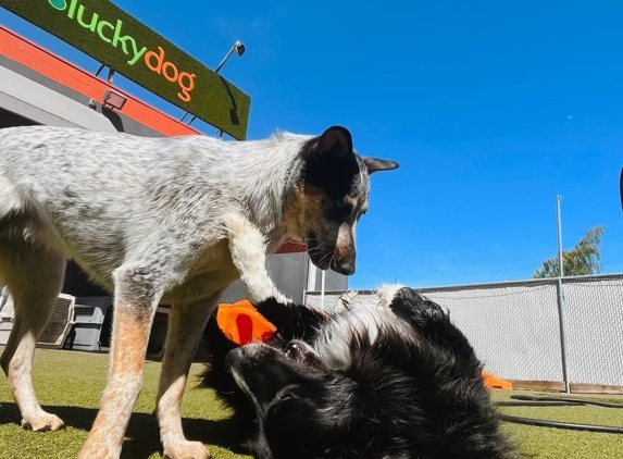 Luckydog Day & Night Care - Springfield, OR