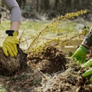 Specialized Tree Care - Tree Service