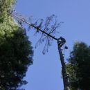 Waraner Bros. Tree Service - Tree Service