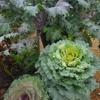 Louisiana Nursery gallery