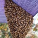 O.C. Bee Guy - Bee Control & Removal Service
