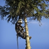 Trimmer Up Tree Service LLC gallery