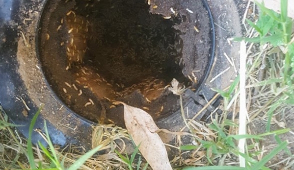 Keech Pest Control - South Tamworth, NSW