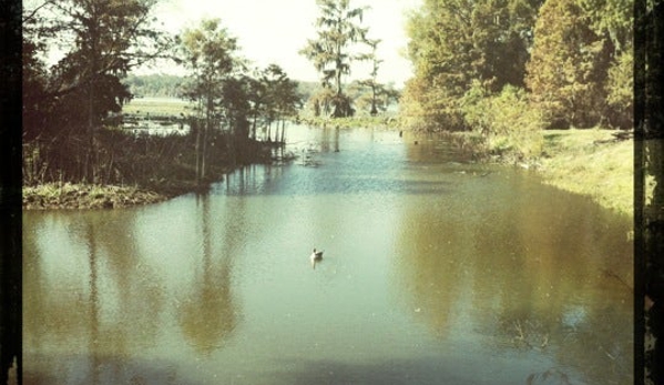 Cajun Country Swamp Tours - breaux bridge, LA