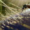 Eddie Pest Control Solutions gallery