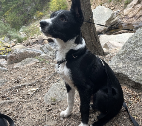 Cosmic Dog Training & Interspecies Learning - Lafayette, CO. Arrow