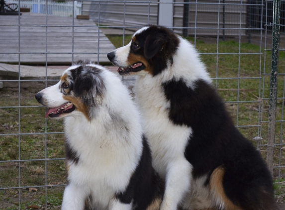 Green Oaks Aussies - Eunice, LA