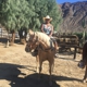 Smoke Tree Stables