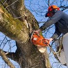 Budget Tree Care