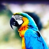 Parrots for Patriots gallery