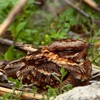 Countryside Wildlife Removal gallery