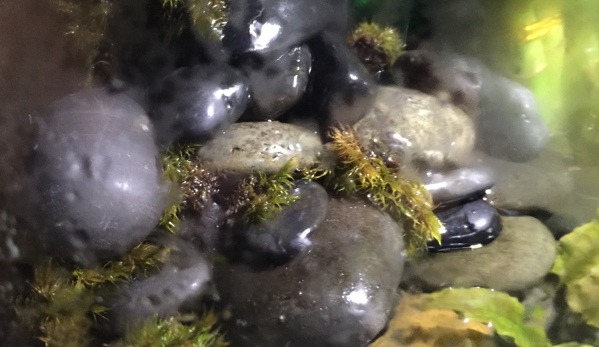 PetSmart - Port Saint Lucie, FL. My fire belly toads are thriving in their new habitat. They love the waterfall. They are on the bottom right of photo.