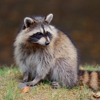 Tactical Wildlife Removal & Restoration gallery