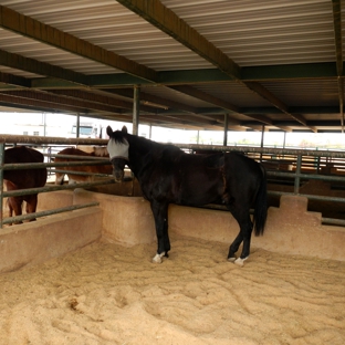 Desert Bloom Horse Training and Sales - San Tan Valley, AZ