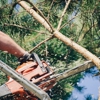 Alliance Professional Tree Services gallery