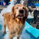 Golden Boy DT - Dog Training