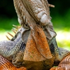Freedom Wildlife gallery