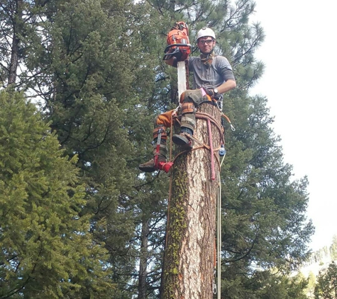 Tree Frog Tree Service - Hamilton, MT. On top of fir removal!