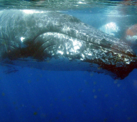 Spirit Of Hervey Bay Whale Watching - Urangan, QLD