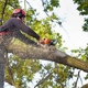 Loud's Tree Service