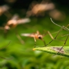 LM Professional Pest Control gallery