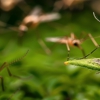 East Coast Pest Control gallery