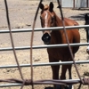 Big Horse Feed & Farm Supply gallery