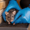 Contact Termite Pest Control gallery