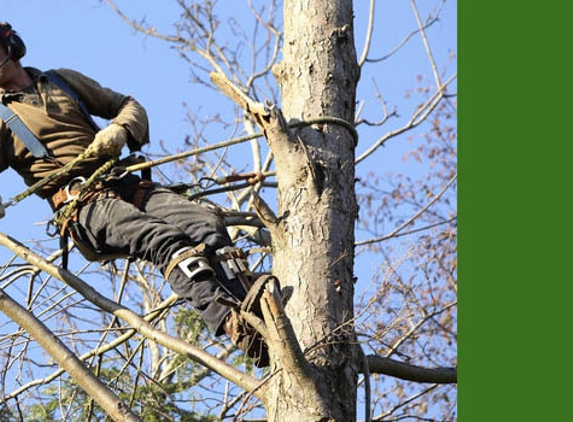 Camacho's Tree Service - Highland, CA