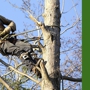 Camacho's Tree Service