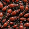 Affordable Bed Bug & Pest gallery