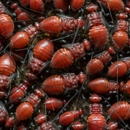 Arrowhead Pest Control - Pest Control Equipment & Supplies