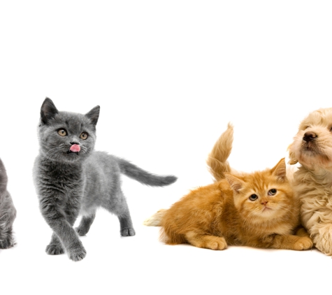 Townsville Veterinary Clinic - Aitkenvale, QLD. We Provide Care For Pets